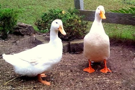 Best Duck Breeds for Pets and Egg Production | HGTV