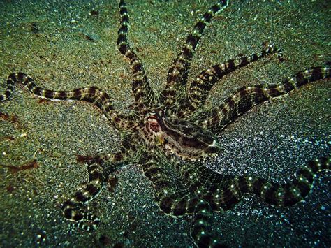 Mimic Octopus - Octopus - Facts and Information