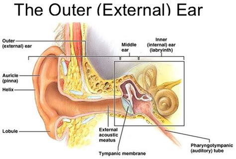 Ear Canal - Causes of Pain, Itchy, Infection, Swollen, Blood, Cyst, Bump