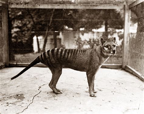 New study reveals that the Tasmanian tiger might have survived to 1980s ...