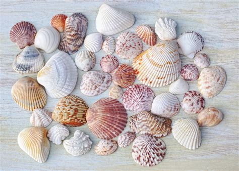 Curious Collectors of Clam Shells; Identification and Interesting Facts ...