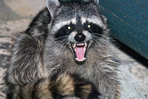 Royalty Free Raccoon Teeth Pictures, Images and Stock Photos - iStock