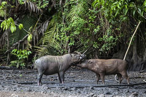 Saving Sulawesi's Endangered Large Mammals and their Critical Habitat ...