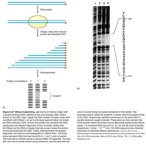 Solved: In a DNase footprinting experiment, either the template or ...