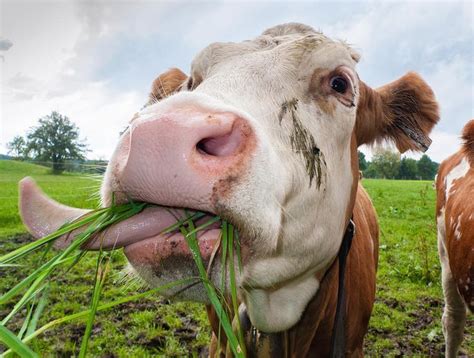 Cow fun: Hungry cow sticking out her tongue to get this fresh green ...