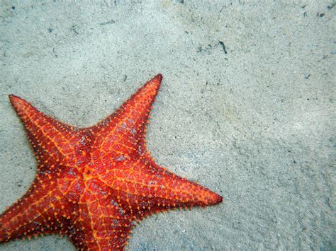 Starfish Beach by wallflour on DeviantArt