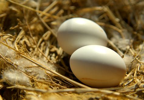 Morning Dove Eggs | I took this in my backyard on Palm Sunda… | Flickr