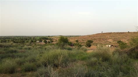 The Vegetation of the Thar Desert: Geography, History, Culture and ...