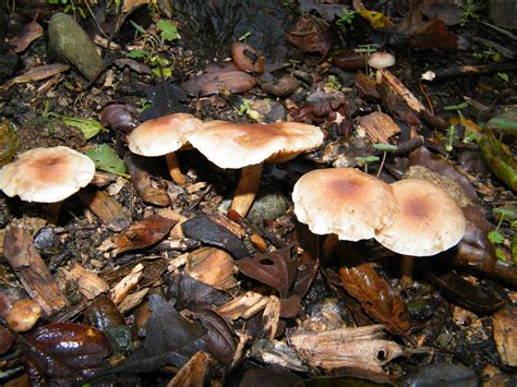 Top 80 of Backyard Mushroom Identification | wrintingspree