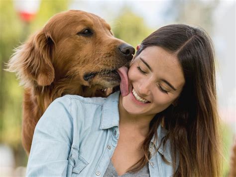 Why Do Dogs Lick You? Secrets Behind Strange Dog Behaviors | Always Pets