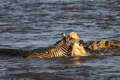 A zebra was ripped apart by a crocodile while crossing the Mara River ...