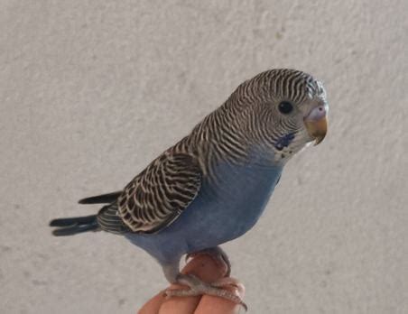 106 Good Blue Budgie Names You Will Enjoy - Feathered Buddies