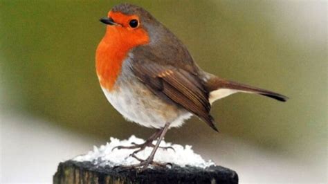 Robin Bird- Facts All You Need to Know - Birds Fact