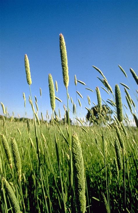 Phalaris (plant) - Wikipedia