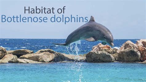 dolphin life cycle video - Overjoyed E-Zine Image Bank