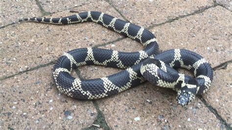 Common Kingsnake Facts and Pictures