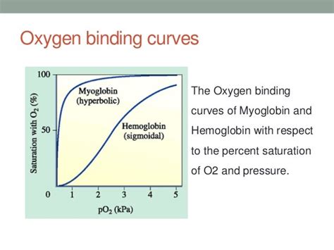 Oxygen Binding by Myoglobin and Hemoglobin