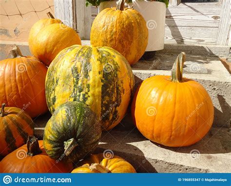 Pumpkins. Orange Pumpkin Bunch. Decoration for Pumpkin Festival in ...