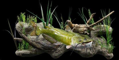 Channel Catfish — WILDLIFE RECAPTURE TAXIDERMY