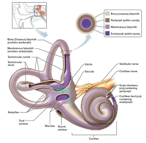 Human Ear Anatomy - Parts of Ear Structure, Diagram and Ear Problems