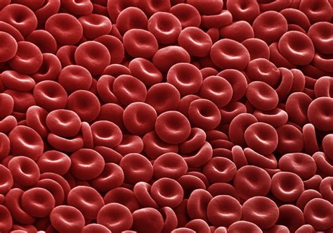 16.3: Erythrocytes - Medicine LibreTexts