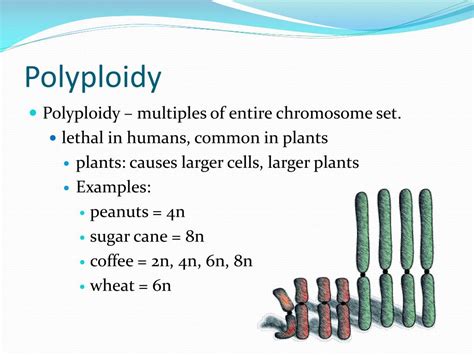 PPT - Genetic Mutations PowerPoint Presentation, free download - ID:5749178