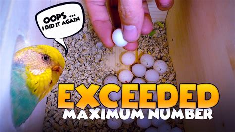 WE GOT MORE BUDGIE EGGS! OMG! And Giving Budgie Names, Help Budgie Eggs ...