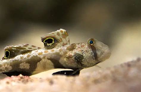 Goby - Description, Habitat, Image, Diet, and Interesting Facts