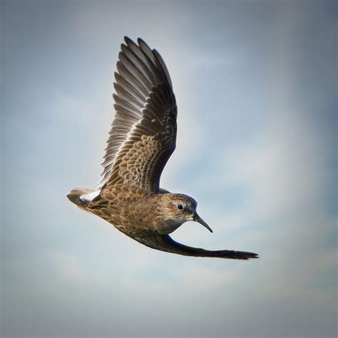 Shorebird Identification - The Wild Sights - Birding Tours in Las Vegas