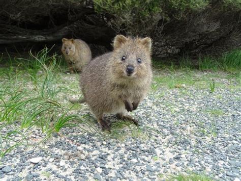 Rencontrez l'animal le plus heureux: le quokka | Nos amis les animaux