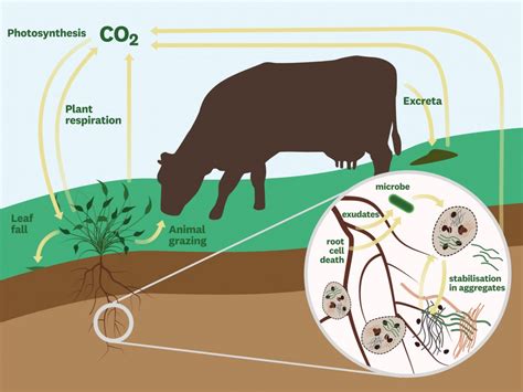 Soil carbon science | Ag Matters