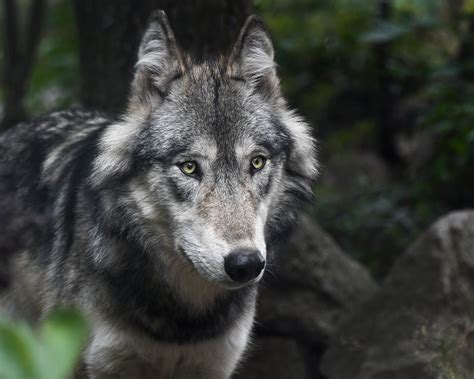 #1st gray wolf pups since 1940s spotted in Colorado - En ...