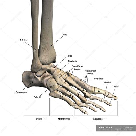 Human Foot Bones Images ~ Overview Of The Tarsal Bones In The Foot ...