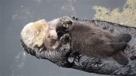 Mother Sea otter holding her baby. | Baby otters, Animais filhotes ...