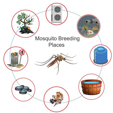 Mosquito breeding places 27798553 Vector Art at Vecteezy