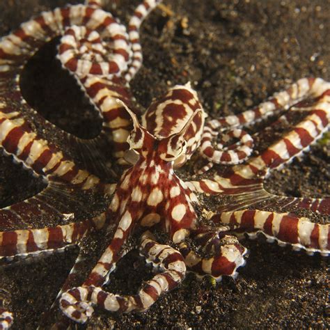 Mimic Octopus Facts