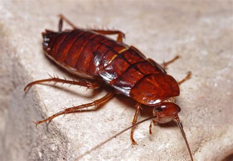 Florida legal roaches | Wiki | Reptiles Amino