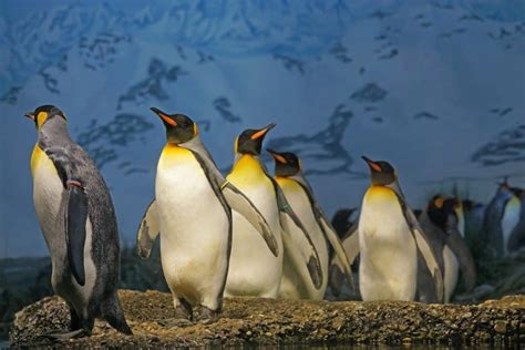 Top 20 King Penguin Facts - Habitat, Diet, Breeding & More | Facts.net