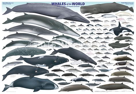 WHALES OF THE WORLD : r/whales