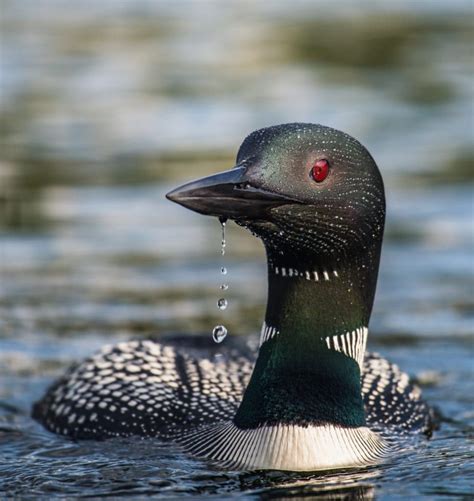 Loon Symbolism & Meaning (+Totem, Spirit & Omens) - World Birds