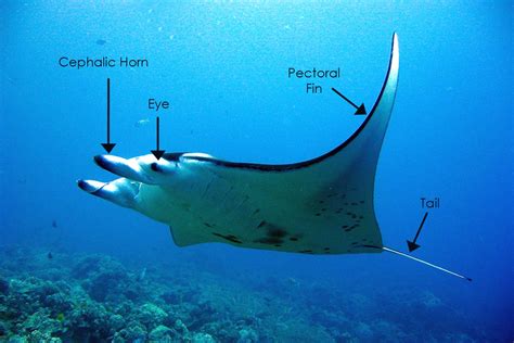 The Giant Oceanic Manta Ray – Fascinating Sea Creatures