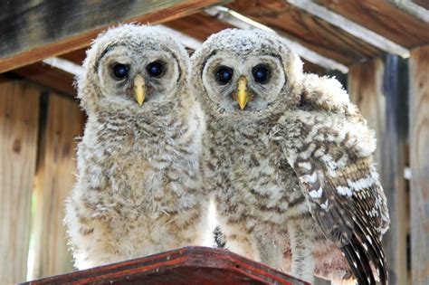 Baby Owl Shower | Audubon Florida