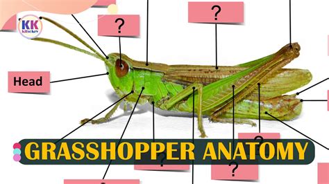 Anatomy of the grasshopper, Learning grasshopper anatomy, Parts of a ...