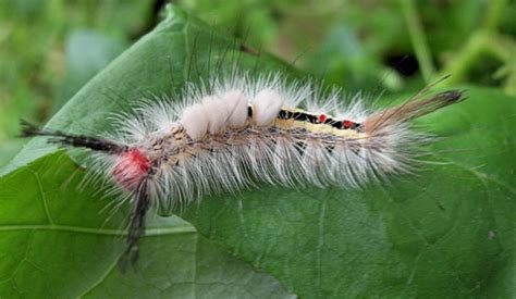 White-marked Tussock Moth caterpillar 1 - Orgyia leucostigma - BugGuide.Net