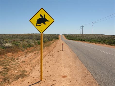 Bilbies | Cool To Be Kind To Animals Australian Mammals, Australian ...