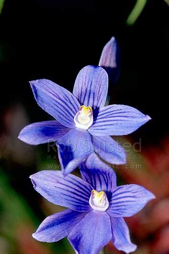 Native Sun orchids (Thelymitra cyanea), Tararua Forest Park, New ...