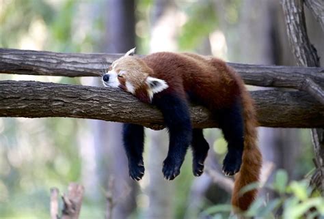 Image - Red Panda Sleeping.jpg | Creatures of the World Wikia | FANDOM ...