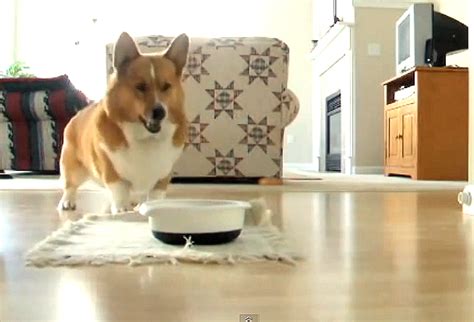 5 Funny Videos of Dogs Eating - Puppy Leaks