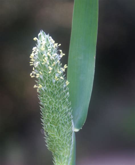 Phalaris minor – eFlora of India