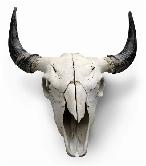 Inspiration, Skull: The form and shapes that make up these animal ...